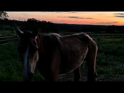 Q&A about the Arabian RESCUE mare and NAME REVEAL!!!