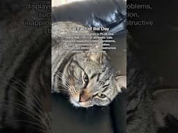 THIS is why cats get separation anxiety