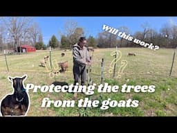 Keeping the Goats AWAY from the Fruit Trees | Three Little Goats Homestead
