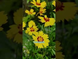 Best Short Lived Perennials That Bloom Like Crazy  | Continuous Flowering Plants