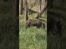 Was this a good shot?