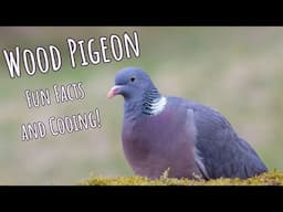 Common Wood Pigeon | Unique Coo and Unusual Eyes!