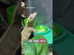 How I Keep My Geckos Hydrated In Warm Weather