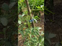 Tomato Fruiting