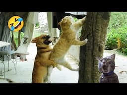 Try Not To Laugh Cats And Dogs Videos 😁 - BEST Funny Animal Videos 2025 #7
