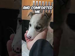 The Best Rescue We’ve Ever Done! 😲🐕