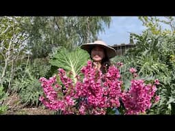 Alice Pulls A Harvest Of GIGANTIC GREENS & Prepares Them For Dinner!
