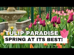 JAW DROPPING SPRING COLOR! 🌷Tulip Garden Tour, Deer Repellent Strategies & the Cutest Fox Family