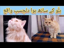 Interesting tragedy about BILLU jee | KITTYcat Vlogs