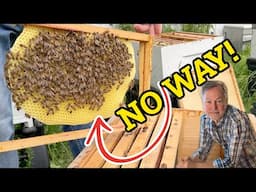 Beekeeping: Learn to Read Every Frame Like a Pro