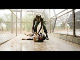 Bela joins our Anti-Poaching Canine Unit | Sheldrick Trust