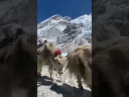 #nepal traffic 🐮