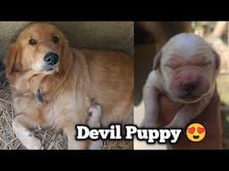 Golden retriever female dog delivery at home | Golden retriever mother and puppy | pet care kannada