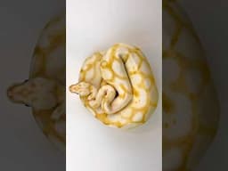 Rating My Hyperrealistic Cakes. Controversial Ratings!
