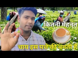 चाय इस पत्ते की बनती है - कितनी मेहनत | Shiv Best Technical