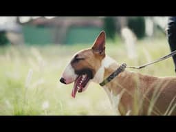 6 Types of Dogs You'll See at Official Dog Shows