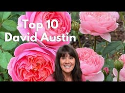 Top 10 David Austin Roses 2025 - Effortless Watering with Rainpoint Timers