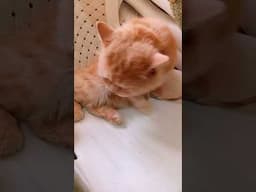 Billu enjoying sitting chair #cat #shorts #trending