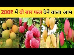 200 रुपए में दो बार फल देने वाला आम | All Time Mango Plants | Home Garden