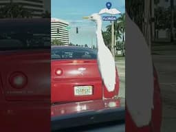 INSANE MOMENT CAUGHT ON DASH CAM