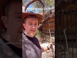 4000 YEAR OLD #cave #australia  #nature #aboriginal #conservation #outdoorskills #greenberet