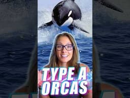 Orca Types You Never Knew Existed!