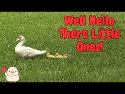 Side Salad and Baby Ducks