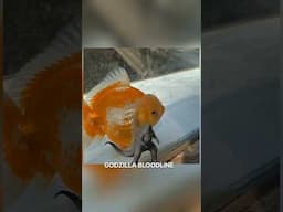 Godzilla bloodline goldfish | Export quality at BIGCHAN BROTHERS