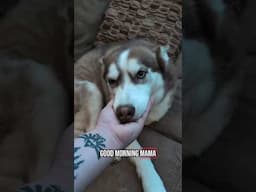 How I wake my dogs up in the morning ☀️ #routine #dogs #mornings