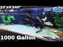 RESCAPING OUR 1000 GALLON TANK