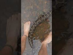 Is This The Biggest Snake On Snake Island ⁉️ #snake