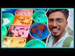 Documenting Kolkata Aquarium Fish Market ❤️ Galiff Street Pet Market || Cheap Aquarium Fish Market