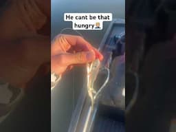 Shad on a shad #fishing #funny #crazy #outdoors #shorts #viral