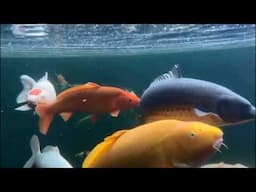 Jumbo Koi Underwater Camera 2023
