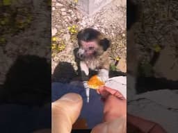 Watch before this gets banned #puppy