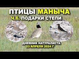 Птицы Маныча. 6-я часть. Подарки степи. Дневник 23 апр. 2024 г