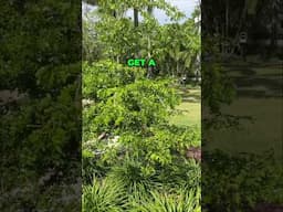 LIGNUM VITAE: Florida's "Tree of Life"  #garden #ihavethisthingwithplants #gardening #floweringtree