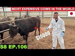 World's MOST EXPENSIVE KOBE BEEF FARM VISIT 🇯🇵 S8 EP 106 | Pakistan to Japan Motorcycle