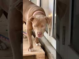 මෙහෙම හිටියට ලගට ගියොත් බඩු බනිස් ☠️🤕 #shorts #pets #trending #petlifelk #bully