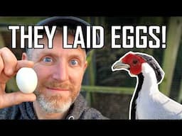 Spring HAS Arrived | Ornamental Pheasants Lay Eggs