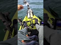 The epoxy jig tipped with squid is the #porgy (scup) ticket! #kayakfishing