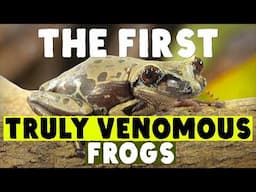 Don’t Grab The Venomous Frogs