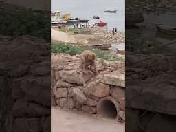 Bhai Aaj Phir Mil Gaya 🥰#funny #comedy💕 #ytshorts ❤️#bandar #monkey #ghat 👌#banaras