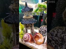 How I Saved My Pet Snail 🚑