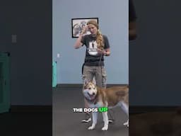 Kids should not show affection to dogs in these ways!
