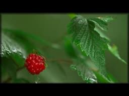 kamdzagwadzu (Where the Salmonberries Grow) | Fresh Connections 4