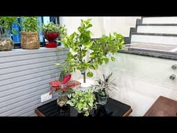 This is a beautiful plant you can grow in water only – No soil needed