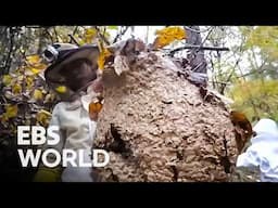 The Most Dangerous Hornet Hunt Ever With 500x Stronger Venom #PICKDOCU