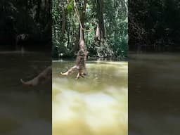 এই পৃথিবীর সবচেয়ে ধীরগতির প্রানী