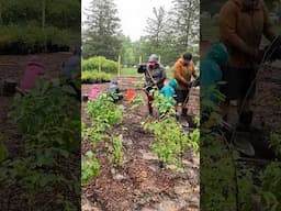 We Planted a Mini Forest! #forest #trees #conservation